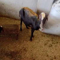 دو عدد میش لاغر و سالم