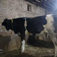 یک عدد گاو گوشتی جوان