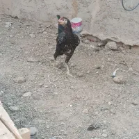 خروس و مرغ تخم گزار|حیوانات مزرعه|زابل, |دیوار