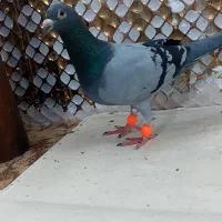 کبوتز|پرنده|مشهد, انصار|دیوار