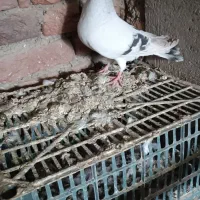 شامی و کله ای