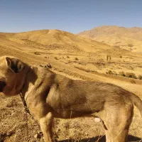 سگ .|حیوانات|حسین آباد, |دیوار