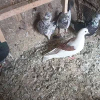 کبوتر،کفتر فروشی|پرنده|چهاردانگه (تهران), |دیوار