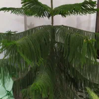 گل زیبا و سرحال کاج مطبق ۶ طبقه