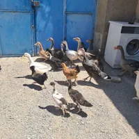 فروش چندتا.بوقلمون. غاز. اردک. برهما|حیوانات مزرعه|مشهد, خلق آباد سفلی|دیوار