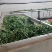 پخش سبزی آماده