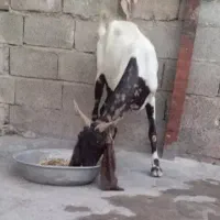 بز نژدی 3 قلو زا