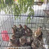 بلدرچین تخم گذار و گوشتی جوان