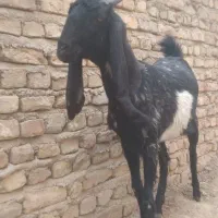 بز پاکستانی  ماده