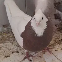 پرنده