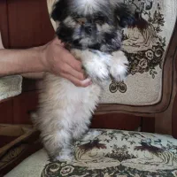 سگ شیتزو سوپرفلت خالص