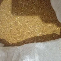 بذر یونجه درجه یک