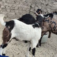 تروشت گواهتگ