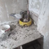 کفتر