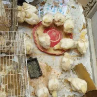 جوجه گوشتی 20 روزه