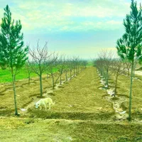 زمین های سند دار شاهنامه گوارشک حسن آباد نقدقسط|فروش زمین و ملک کلنگی|مشهد, جاهد شهر|دیوار