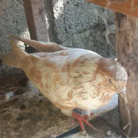 کبوتر پروازی