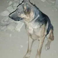 واگذاری یک جفت سگ ژرمن و دوبرمن