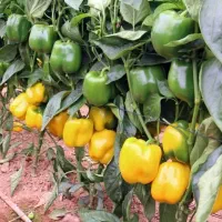 استخدام کارشناس کشاورزی