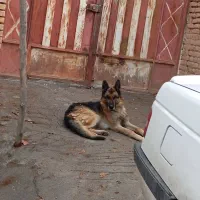 سگ ژرمن شپرد نر