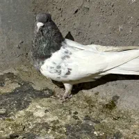 کله ای|پرنده|بم, |دیوار