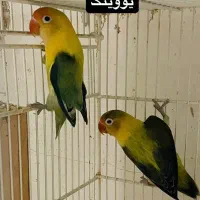 طوطی برزیلی پاربولو یووینگ