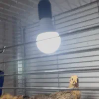 جوجه گلپایگان اصلاح شده