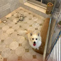 سگ خانگی پامر|سگ|یزد, |دیوار