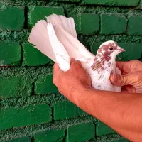 کفتر گرگی قرمزو خالدار|پرنده|ارومیه, |دیوار