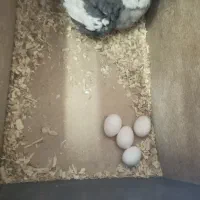 کوتوله وعروس هلندی|پرنده|گلبهار, شهر جدید گلبهار|دیوار