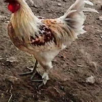 خروس کردی 6ماهه