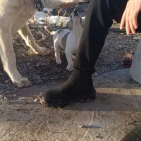 سگ گله|سگ|قلندر آباد, |دیوار