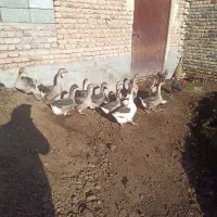 غاز دورگه|حیوانات مزرعه|نوشین شهر, |دیوار