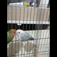 طوطی برزیلی|پرنده|ری, جوانمرد قصاب|دیوار