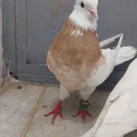 هفت عدد طوقی درجه یک|پرنده|کرمانشاه, |دیوار