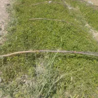 نشاع گوجه گوشتی و کردی