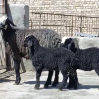 یک راس میش شال دوقلو زا بره درشت جوون