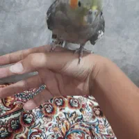 عروس هلندی