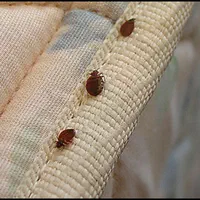 خدمات سمپاشی و سم پاشی ساس