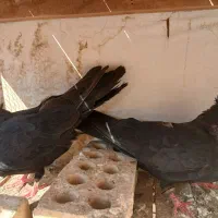 یه جفت زاغ|پرنده|مسجد سلیمان, |دیوار