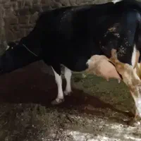 گاو|حیوانات مزرعه|میانه, |دیوار