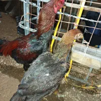 خروس و مرغ لاری