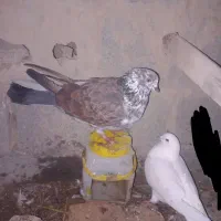 کبوتر پرشی|پرنده|گمیشان, |دیوار