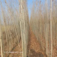 فروش انواع ارقام نهال های مثمروغیرمثمر|خدمات باغبانی و درختکاری|ارومیه, |دیوار