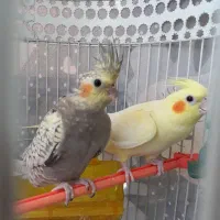 جوجه عروس هلندی|پرنده|مشهد, چهنو|دیوار