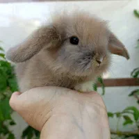 خرگوش لوپ ۳۵ روزه کاراملی اصیل|موش و خرگوش|رشت, تازه آباد|دیوار