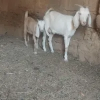 میش بره نر بره ماده بزکره نرکره ماده|حیوانات مزرعه|کرمان, |دیوار