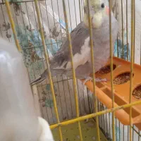 عروس هلندی زیبا و خوش صدا|پرنده|بوکان, |دیوار