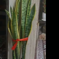 گل سانسوریا