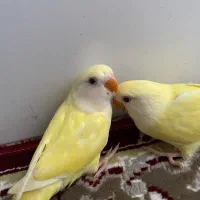 طوطی برزیلی